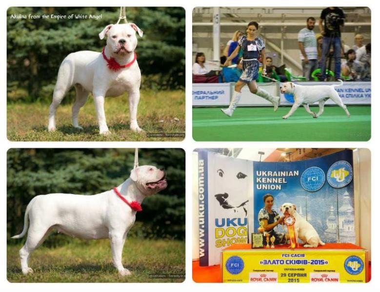 AKULINA FROM THE EMPIRE OF WHITE ANGEL | American Bulldog 