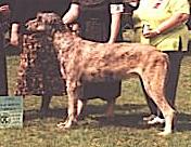 Karn's Wyllym Of Erinwood | Irish Wolfhound 