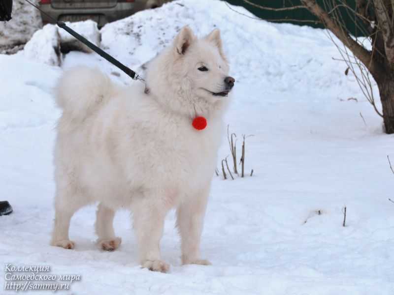 Beloe Chudo Shona | Samoyed 