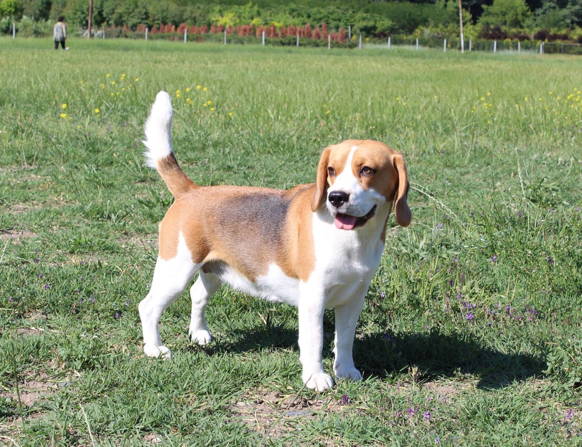 Linda | Beagle 