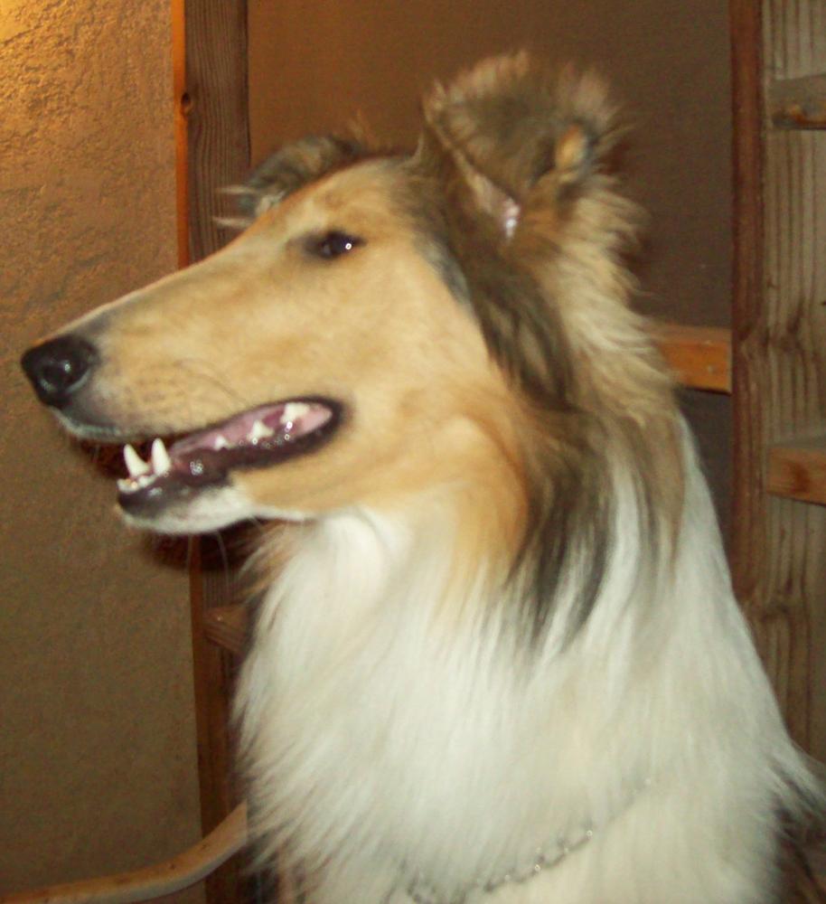 Windmark Reign With Me | Rough Collie 