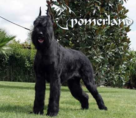 Chilwa De Los Chulapos | Giant Schnauzer 