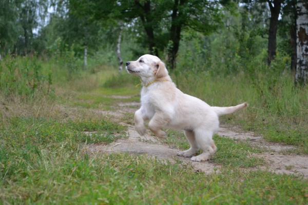 Hunter For Dream Sweet Cherri | Golden Retriever 