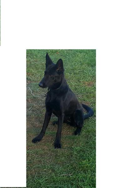 Sadie Von Haus Ellis | German Shepherd Dog 