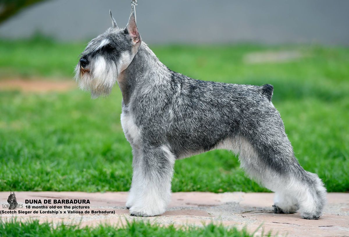 Duna de Barbadura | Miniature Schnauzer 