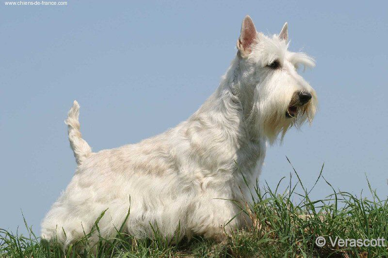 Verascott Rich and famous | Scottish Terrier 