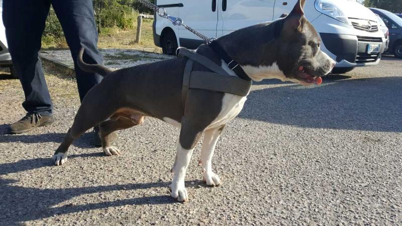 CONTRA LEGEM SIDEWINDER | American Staffordshire Terrier 
