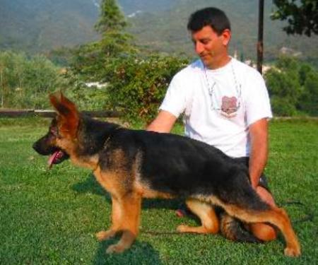 Darka della Terra dei Forti | German Shepherd Dog 