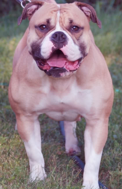 S&amp;L's Dolly Anna Rose Dumplin'  PH 42 44 | American Bulldog 