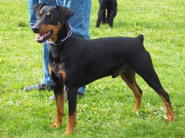 BASCO vom Dörnle | German Pinscher 