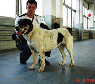TALISMAN BELOGORIYA SHANDI | Central Asian Shepherd Dog 