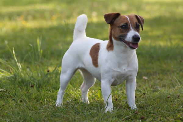 Bumsingens Mary Anne creed | Jack Russell Terrier 