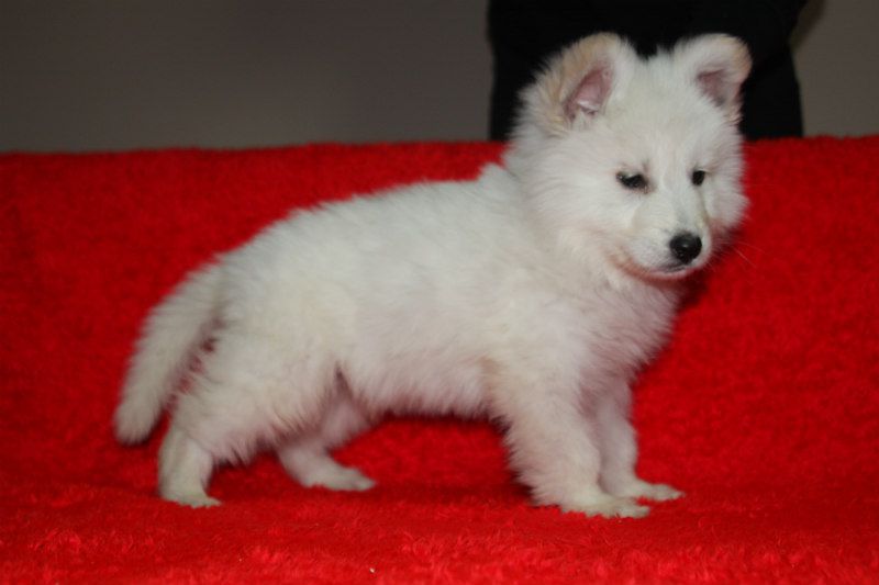 S-Ghost Sivacki Biser | White Swiss Shepherd Dog 