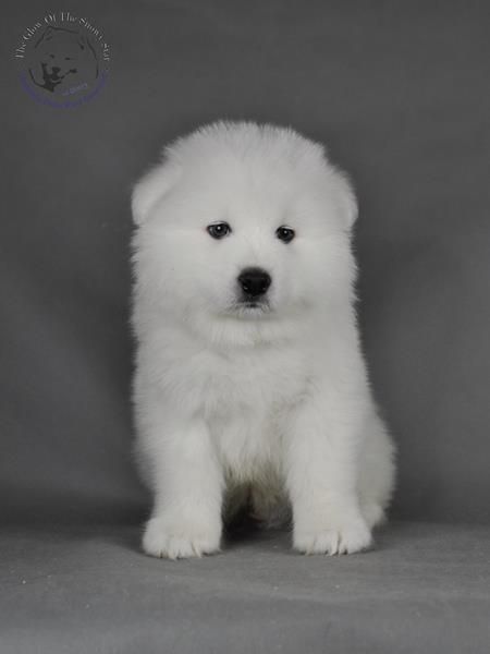 OUE MOMO The Glow Of The Snowy Star | Samoyed 