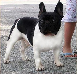 Daulokke'S Luffee | French Bulldog 