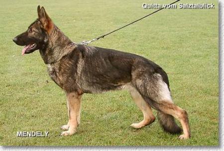 Quitta vom Salztalblick | German Shepherd Dog 