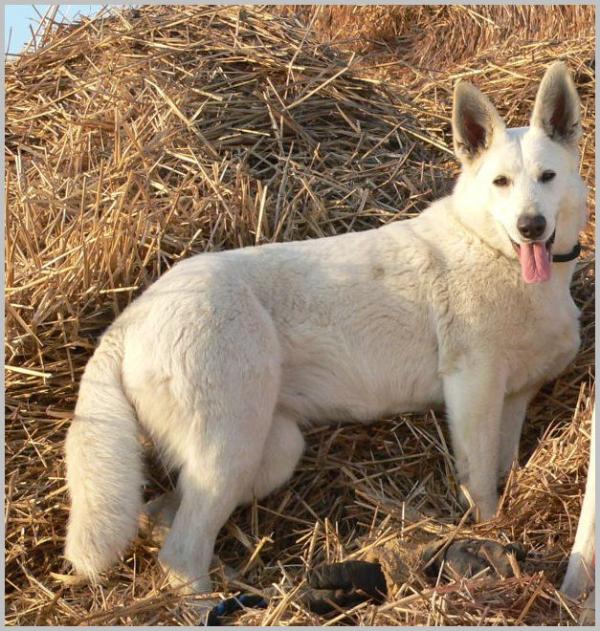 Cassyopeya Taien | White Swiss Shepherd Dog 