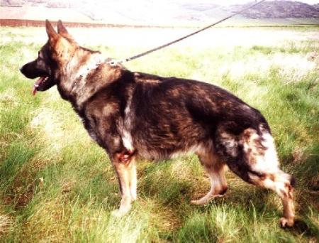 Django vom alten Wingertshaus | German Shepherd Dog 