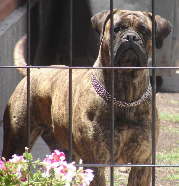 Russell Haití Brindle | Bullmastiff 