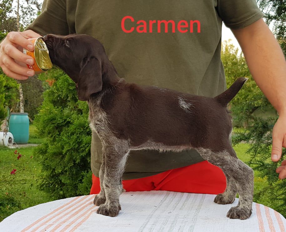 Carmen of Hunting Girl | German Wirehaired Pointer 