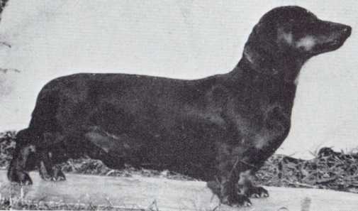 Dalegarth Designer | Dachshund 