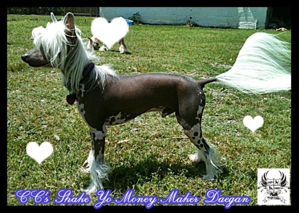 CC's Shake Yo Money Maker Daegan | Chinese Crested 