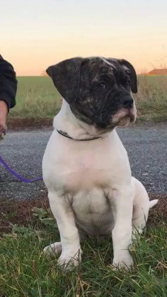 ROYALBULLS ARSINOE | American Bulldog 