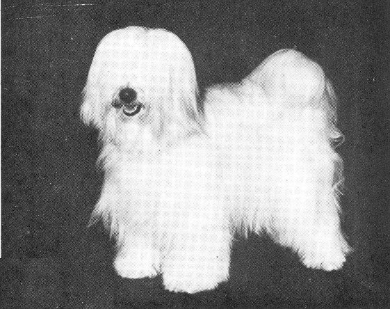 TSANGPO VOLANTIS OF KRISINA | Tibetan Terrier 