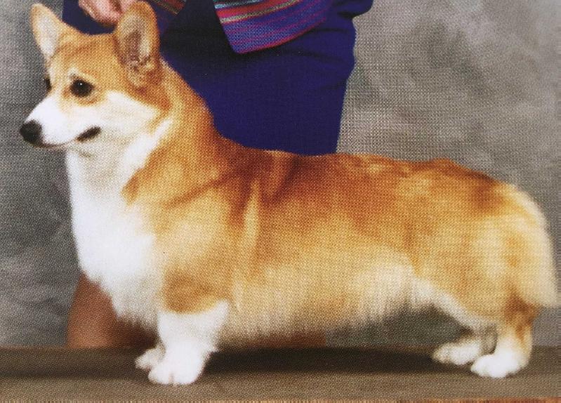 Keepsake Change Of Fate | Pembroke Welsh Corgi 