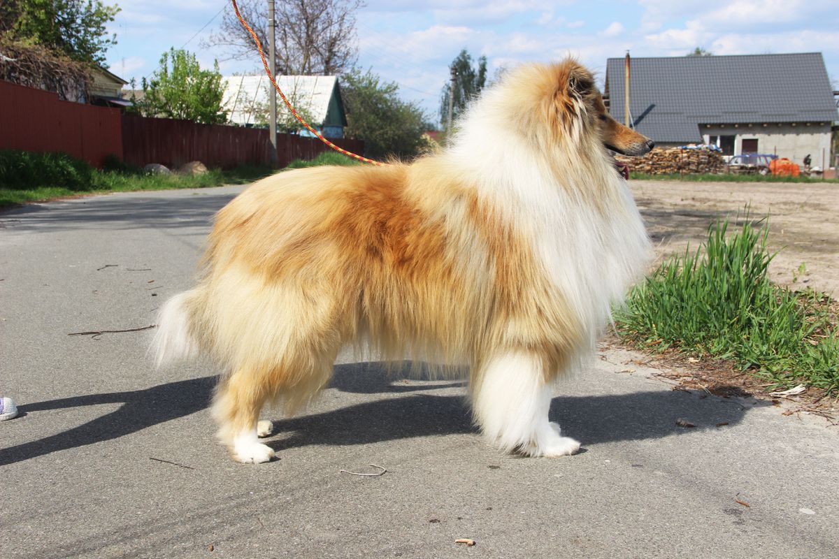 CLEVER EYES Steadfast Maydan | Rough Collie 