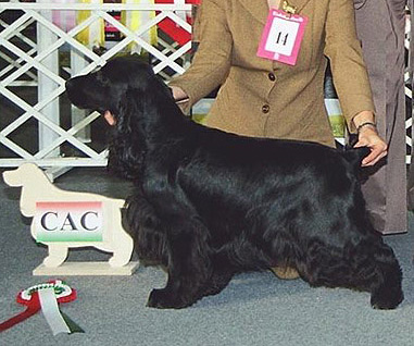 Sheercleaver Out Of Reach | English Cocker Spaniel 