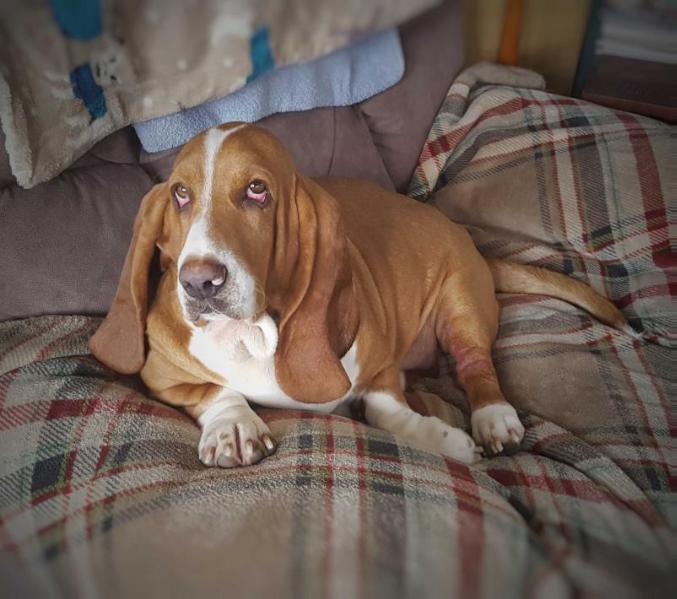 Olh's Dreamsicle White of Stonewall | Basset Hound 