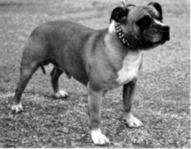 Jolihem Dreadnought | Staffordshire Bull Terrier 