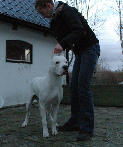 White Ghost¿s Dogo¿s Guillermo | Argentine Dogo 