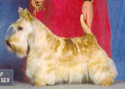 Stalwart's Radiant Titch | Scottish Terrier 
