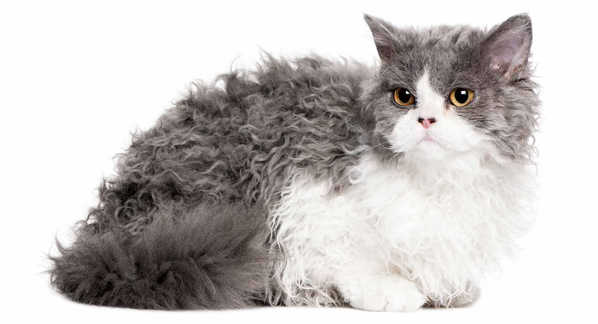 Selkirk Rex