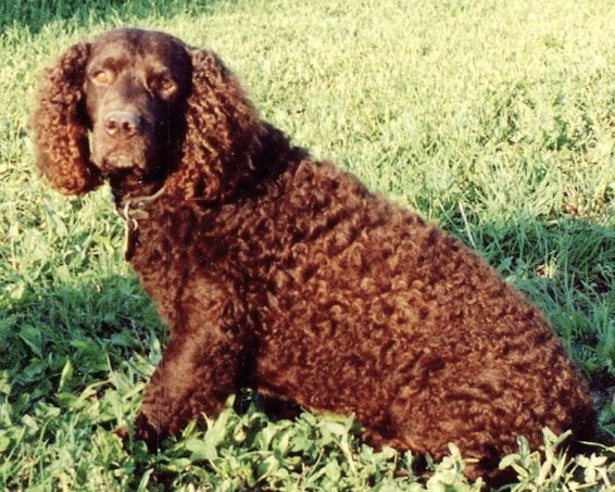 Little Brownies Vino Dolce | American Water Spaniel 