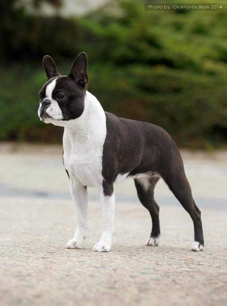 Boston Style Choice The Best | Boston Terrier 