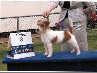 Foxscott Jack Ceemenow | Jack Russell Terrier 