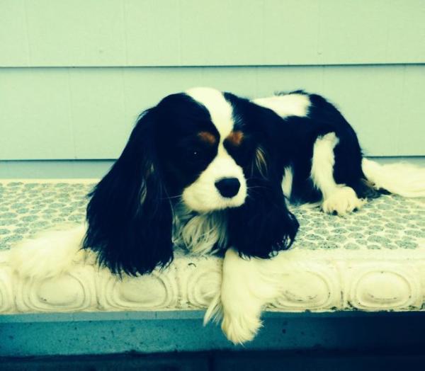 Bryton Finnley's Tri-Valley Philippa | Cavalier King Charles Spaniel 