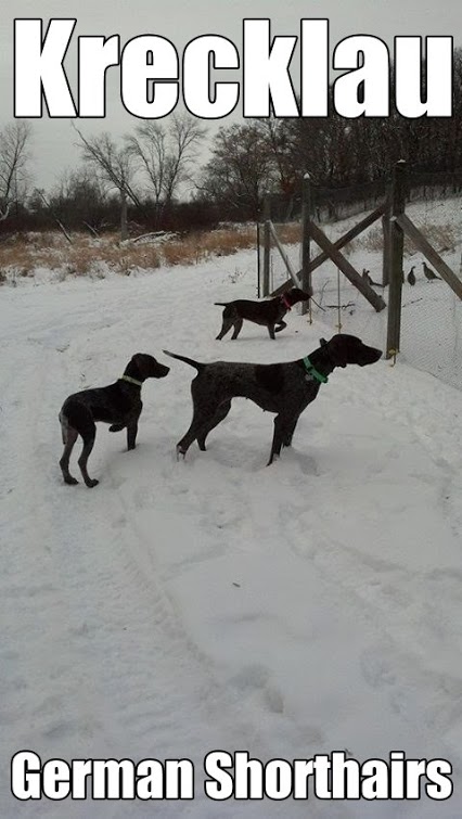 Krecklaus Thunderstruck Angus V Riptraf | German Shorthaired Pointer 