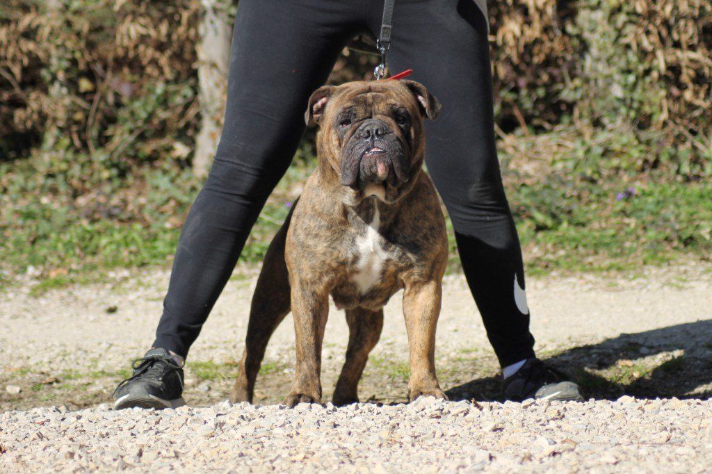 L'Imperatore Glorea Divina | Olde English Bulldogge 