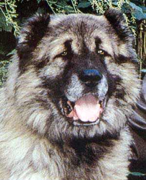 Ahad Medved | Caucasian Mountain Dog 