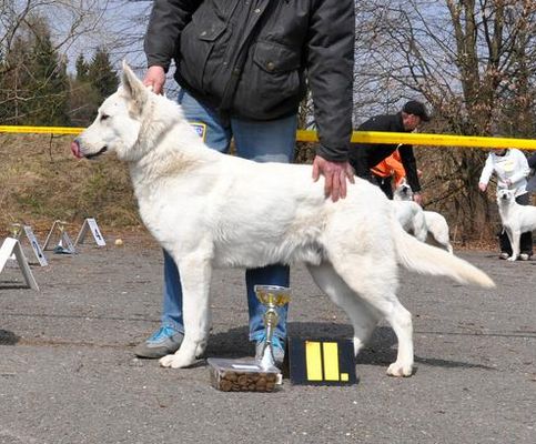 Bres Niall od Knapovského potoka | White Swiss Shepherd Dog 