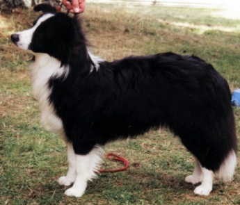 Princess From Clan-Abby | Border Collie 