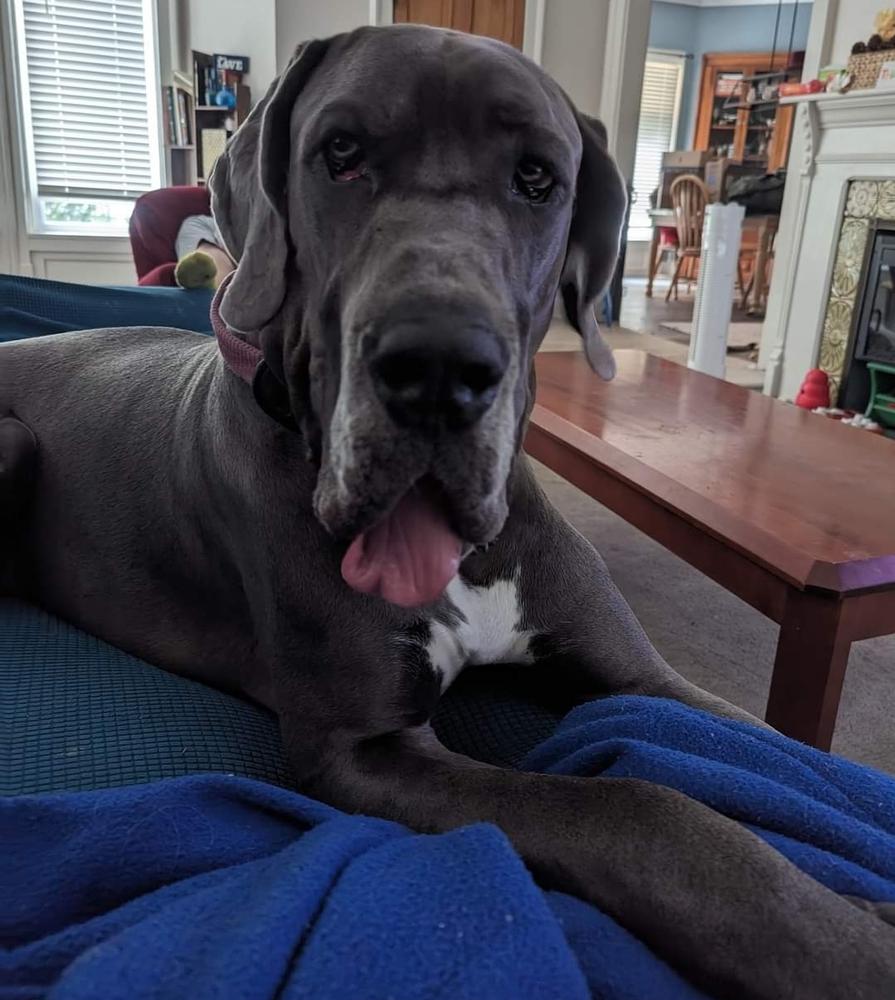 Tiberius Hammstein Of RDD | Great Dane 