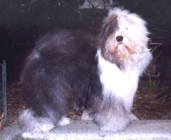 Colibrì Brio | Old English Sheepdog 