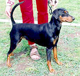 Ceriinan ADELE | German Pinscher 