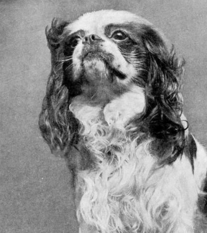 Brad Vine Brinney | Cavalier King Charles Spaniel 