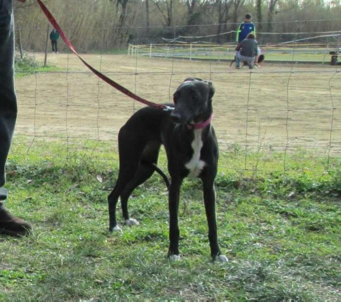 LORELEI de la Côte des Lutins | Whippet 